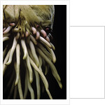 Phyllostachys pubescens (Moso bamboo) - roots by Anonymous