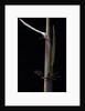 Phyllostachys humilis (bamboo) - shoot by Anonymous
