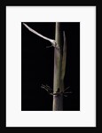 Phyllostachys humilis (bamboo) - shoot by Anonymous