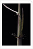 Phyllostachys humilis (bamboo) - shoot by Anonymous