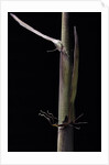 Phyllostachys humilis (bamboo) - shoot by Anonymous