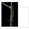 Phyllostachys humilis (bamboo) - shoot by Anonymous