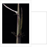Phyllostachys humilis (bamboo) - shoot by Anonymous