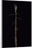 Phyllostachys incarnata (bamboo) - shoot by Anonymous