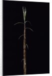 Phyllostachys incarnata (bamboo) - shoot by Anonymous