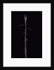 Phyllostachys incarnata (bamboo) - shoot by Anonymous