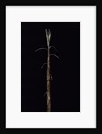 Phyllostachys incarnata (bamboo) - shoot by Anonymous