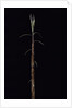 Phyllostachys incarnata (bamboo) - shoot by Anonymous