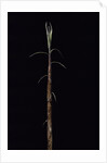 Phyllostachys incarnata (bamboo) - shoot by Anonymous