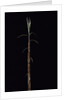 Phyllostachys incarnata (bamboo) - shoot by Anonymous