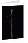 Phyllostachys incarnata (bamboo) - shoot by Anonymous