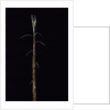 Phyllostachys incarnata (bamboo) - shoot by Anonymous