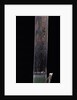 Phyllostachys iridescens (bamboo) - young culm by Anonymous