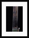 Phyllostachys iridescens (bamboo) - young culm by Anonymous