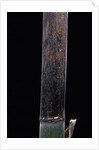 Phyllostachys iridescens (bamboo) - young culm by Anonymous