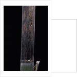 Phyllostachys iridescens (bamboo) - young culm by Anonymous