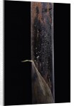 Phyllostachys iridescens (bamboo) - young culm by Anonymous