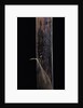 Phyllostachys iridescens (bamboo) - young culm by Anonymous