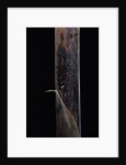 Phyllostachys iridescens (bamboo) - young culm by Anonymous
