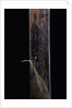 Phyllostachys iridescens (bamboo) - young culm by Anonymous