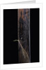 Phyllostachys iridescens (bamboo) - young culm by Anonymous