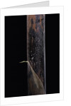 Phyllostachys iridescens (bamboo) - young culm by Anonymous