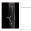 Phyllostachys iridescens (bamboo) - young culm by Anonymous
