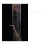 Phyllostachys iridescens (bamboo) - young culm by Anonymous