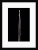 Phyllostachys iridescens (bamboo) - shoot by Anonymous