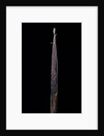 Phyllostachys iridescens (bamboo) - shoot by Anonymous