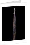 Phyllostachys iridescens (bamboo) - shoot by Anonymous