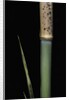 Phyllostachys meyeri (Meyer's bambo) - young culm by Anonymous