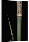 Phyllostachys meyeri (Meyer's bambo) - young culm by Anonymous