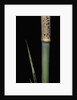 Phyllostachys meyeri (Meyer's bambo) - young culm by Anonymous