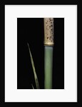 Phyllostachys meyeri (Meyer's bambo) - young culm by Anonymous
