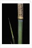 Phyllostachys meyeri (Meyer's bambo) - young culm by Anonymous