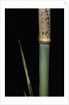 Phyllostachys meyeri (Meyer's bambo) - young culm by Anonymous