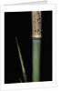 Phyllostachys meyeri (Meyer's bambo) - young culm by Anonymous