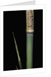 Phyllostachys meyeri (Meyer's bambo) - young culm by Anonymous