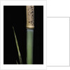 Phyllostachys meyeri (Meyer's bambo) - young culm by Anonymous