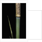 Phyllostachys meyeri (Meyer's bambo) - young culm by Anonymous