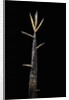Phyllostachys meyeri (Meyer's bambo) - shoot by Anonymous