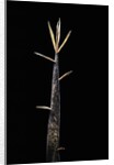 Phyllostachys meyeri (Meyer's bambo) - shoot by Anonymous