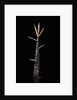 Phyllostachys meyeri (Meyer's bambo) - shoot by Anonymous