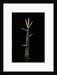 Phyllostachys meyeri (Meyer's bambo) - shoot by Anonymous