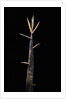 Phyllostachys meyeri (Meyer's bambo) - shoot by Anonymous