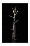Phyllostachys meyeri (Meyer's bambo) - shoot by Anonymous