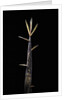 Phyllostachys meyeri (Meyer's bambo) - shoot by Anonymous