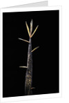Phyllostachys meyeri (Meyer's bambo) - shoot by Anonymous