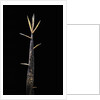 Phyllostachys meyeri (Meyer's bambo) - shoot by Anonymous